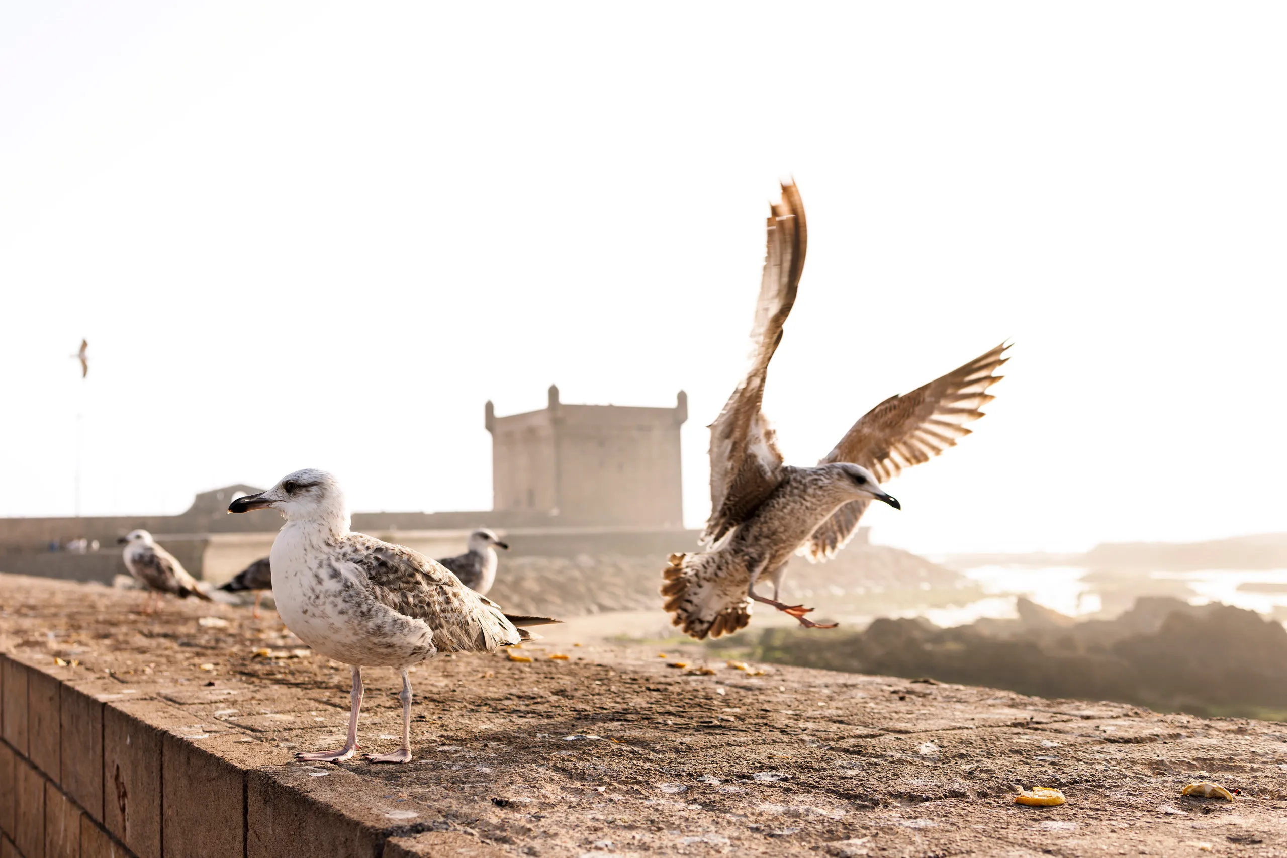 Eine Mauer in Essaouira am Meer im abendlichen Gegenlicht zeigt ein paar Möwen, die auf der Mauer sitzen und eine Möwe landet gerade mit weitem Flügelschlag.