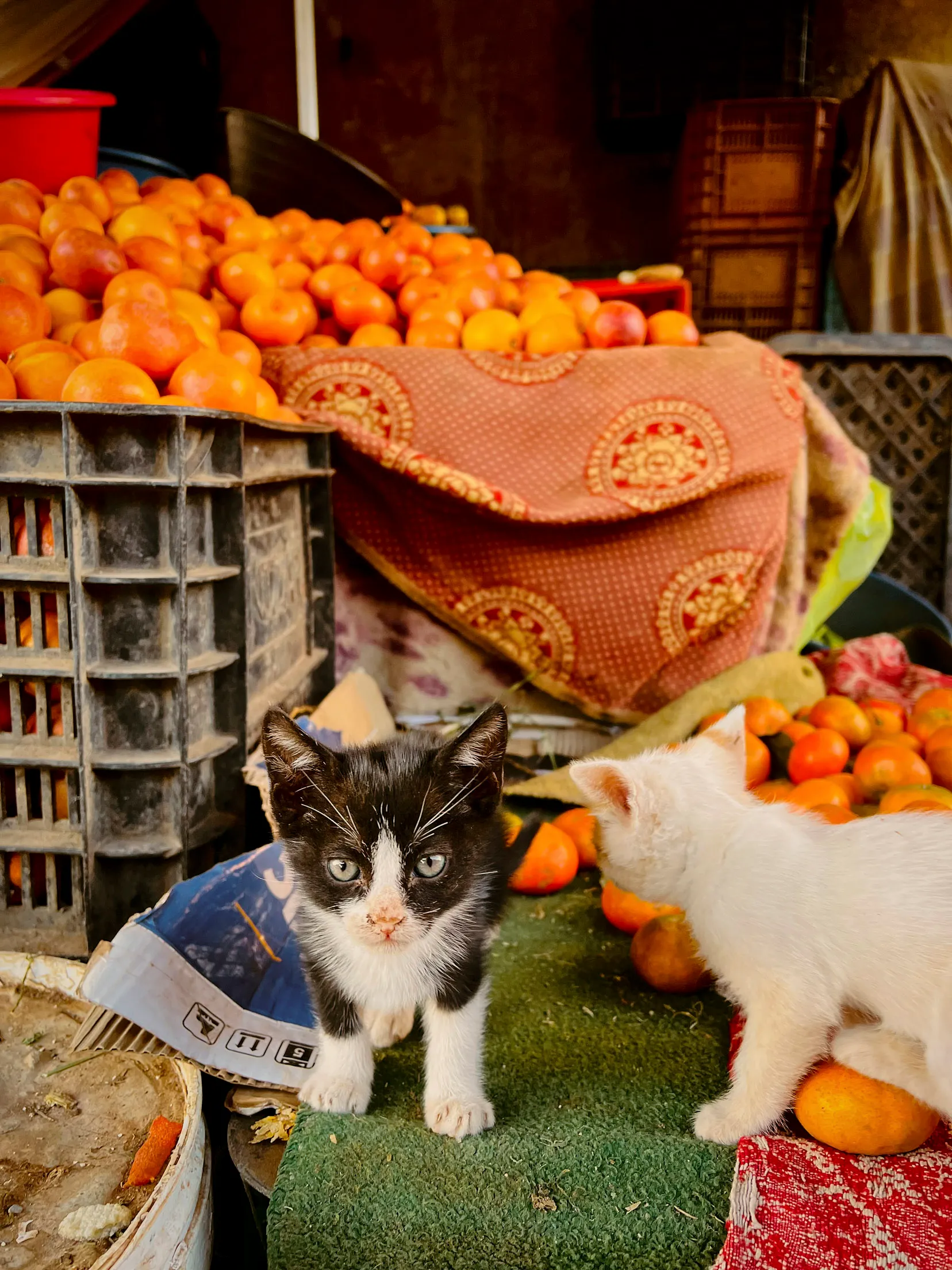 Zwei junge Katzen sitzen auf einem Marktstand voller Mandarinen und spielen dort. Eine schwarz-weiße Katze schaut direkt in die Kamera.